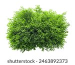 Tropical plant fence bush green shrub tree isolated on white background with clipping path.	