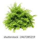 Tropical plant fence bush green shrub tree isolated on white background with clipping path.	
