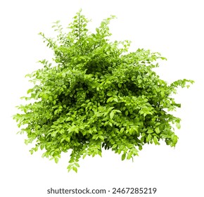 Tropical plant fence bush green shrub tree isolated on white background with clipping path.	
