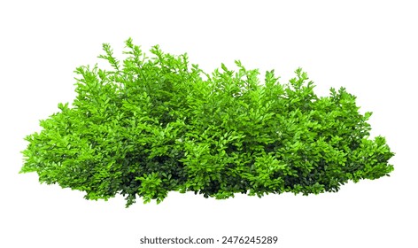  Tropical plant fence bush green shrub tree isolated on white background with clipping path.