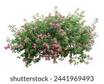 Tropical plant fence bush shrub pink tree isolated on white background with clipping path.	
