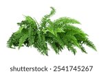 Tropical plant fern bush shrub tree isolated on white background with clipping path.