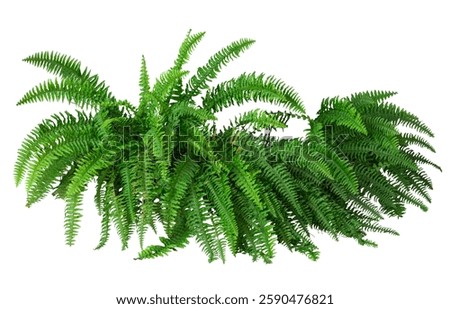 Tropical plant fern bush shrub tree isolated on white background with clipping path.