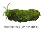 Tropical plant fern moss bush tree jungle stone rock isolated on white background with clipping path.	
