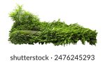 Tropical plant fern moss bush tree jungle stone rock isolated on white background with clipping path.	
