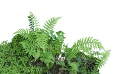 Tropical Plant Fern Moss Bush Tree Jungle Stone Rock Isolated On White Background With Clipping Path.	
