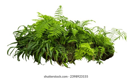 Tropical plant fern moss bush tree jungle stone rock isolated on white background with clipping path.