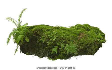 Tropical plant fern moss bush tree jungle stone rock isolated on white background with clipping path.	
 - Powered by Shutterstock