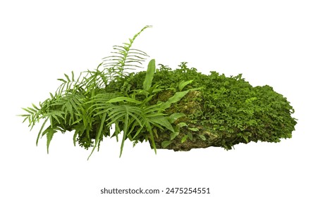 Tropical plant fern moss bush tree jungle stone rock isolated on white background with clipping path. - Powered by Shutterstock