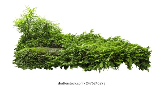 Tropical plant fern moss bush tree jungle stone rock isolated on white background with clipping path.	
 - Powered by Shutterstock