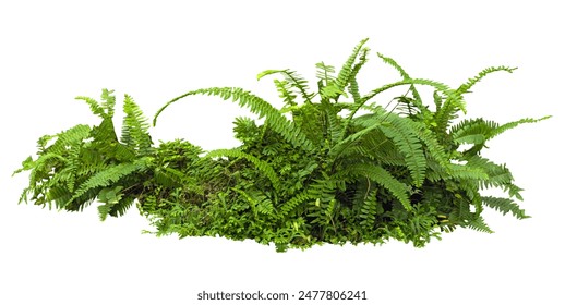 Tropical plant fern moss bush tree jungle stone rock isolated on white background with clipping path