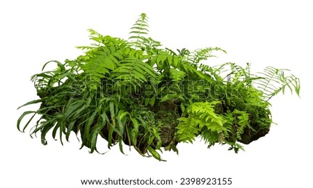 Tropical plant fern moss bush tree jungle stone rock isolated on white background with clipping path.