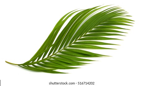 Tropical Plant Fernleaf Hedge Bamboo Branch