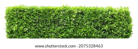Tropical plant flower bush fence tree isolated on white background with clipping path