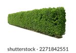 Tropical plant flower bush shrub tree oblique angle isolated on white background with clipping path	
