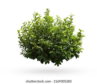 Tropical plant flower bush shrub tree isolated on white background with clipping path	
