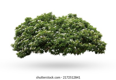 Tropical Plant Flower Bush Shrub Tree Isolated On White Background With Clipping Path.