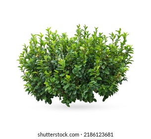 Tropical plant flower bush shrub 
				 green tree isolated on white background with clipping path