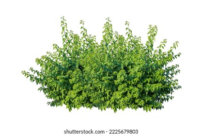 Tropical plant flower bush shrub tree isolated on white background with clipping path	
 - Shutterstock ID 2225679803