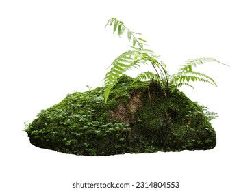 Tropical plant  flower bush shrub tree isolated on white background with clipping path. - Powered by Shutterstock