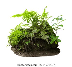 Tropical plant  flower bush shrub tree isolated on white background with clipping path. - Powered by Shutterstock