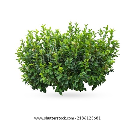 Tropical plant flower bush shrub 
 green tree isolated on white background with clipping path Stock foto © 