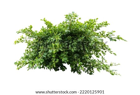 Tropical plant flower bush shrub tree isolated on white background with clipping path