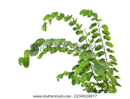 Tropical plant flower bush shrub tree isolated on white background with clipping path	
