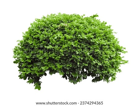 Tropical plant flower bush shrub tree isolated on white background with clipping path.	
