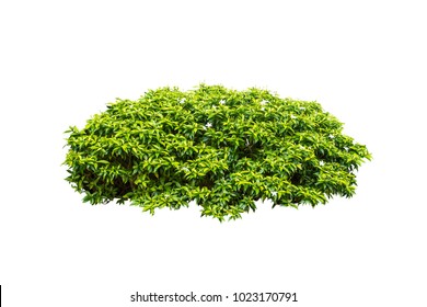  Tropical Plant Flower  Bush Tree Isolated On White Background With Clipping Paths