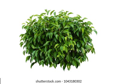 tropical plant flower bush tree  isolated on white background with clipping path,Ficus annulata