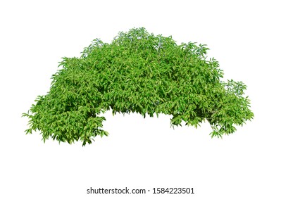 Tropical plant flower bush tree isolated on white background with clipping path - Shutterstock ID 1584223501