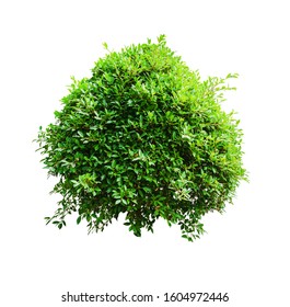 Tropical plant flower bush tree isolated on white background with clipping path - Shutterstock ID 1604972446