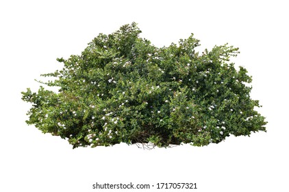 Tropical plant flower bush tree isolated on white background with clipping path - Shutterstock ID 1717057321