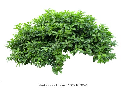 Tropical plant flower bush tree isolated on white background with clipping path - Shutterstock ID 1869107857