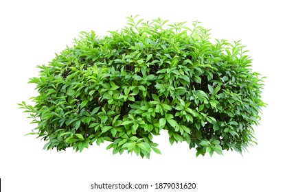 Tropical plant flower bush tree isolated on white background with clipping path - Shutterstock ID 1879031620