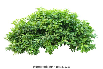 Tropical Plant Flower Bush Tree Isolated On White Background With Clipping Path