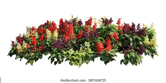 Tropical Plant Flower Bush Tree Isolated On White Background With Clipping Path