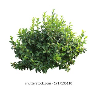 Tropical plant flower bush tree isolated on white background with clipping path