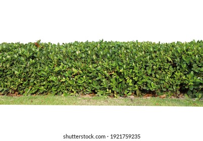 Tropical Plant Flower Bush Tree Isolated On White Background With Clipping Path