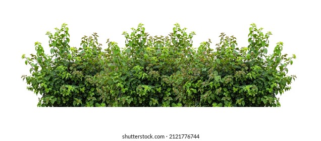 Tropical plant flower bush tree isolated on white background with clipping path. - Shutterstock ID 2121776744