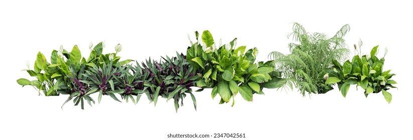 Tropical plant flower bush tree isolated on white background with clipping path	
