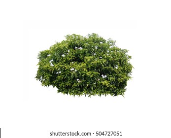 Tropical Plant Flower Bush Tree ,white Flower And Green Bush Tree Isolated