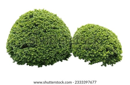Tropical plant flower bush tree isolated on white background with clipping path.