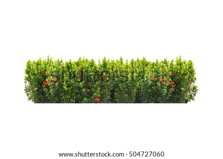 tropical plant flower bush tree  and green bush tree isolated