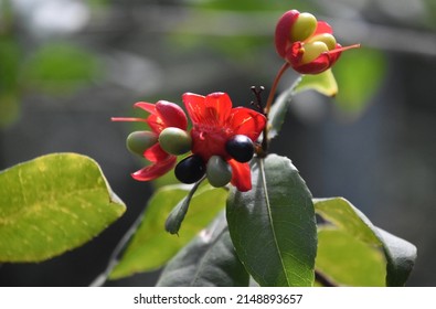 Tropical plant with flowering red blossoms with seed pods that look like berries.