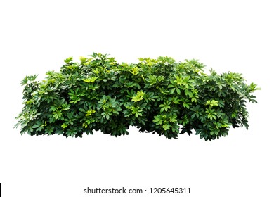 Tropical plant isolated on white background include clipping path,Schefflera actinophylla,Schefflera actinophylla