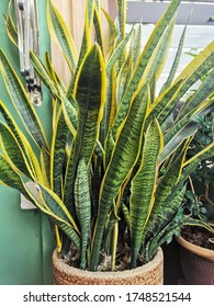 Tropical Plant Known As Snake Plant And Mother In Law's Tounge Popular As Indoor Plant. 