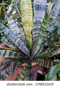 Tropical Plant Known As Snake Plant And Mother In Law's Tounge Popular As Indoor Plant. 