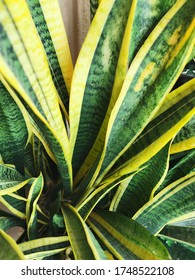 Tropical Plant Known As Snake Plant And Mother In Law's Tounge Popular As Indoor Plant. High Angle View. 